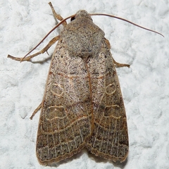 Agrochola humilis