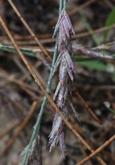 Eragrostis interrupta