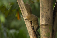 Callosciurus erythraeus