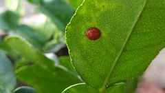 Coccinellidae