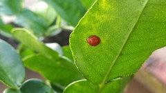 Coccinellidae