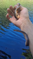 Lycodonomorphus rufulus