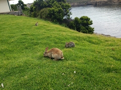 Oryctolagus cuniculus