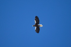 Haliaeetus pelagicus