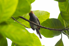 Orthotomus ruficeps