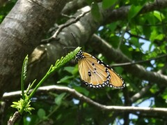 Danaus chrysippus dorippus