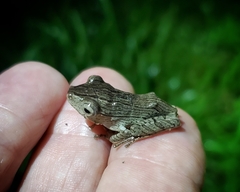 Polypedates otilophus