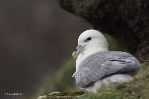 Northern Fulmar