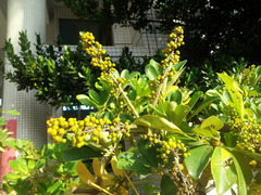 Heptapleurum arboricola