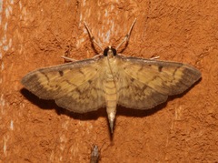 Herpetogramma fluctuosalis