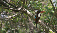 Halcyon smyrnensis perpulchra