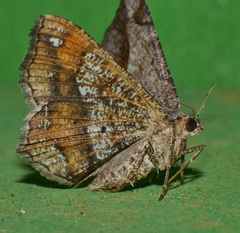 Chiasmia glareosa