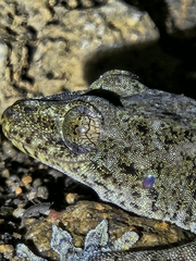 Gekko chinensis