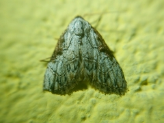 Lepidoptera