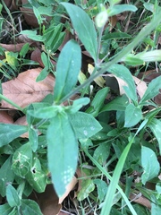 Silene latifolia