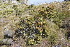 Leucadendron strobilinum