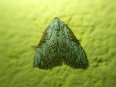 Lepidoptera