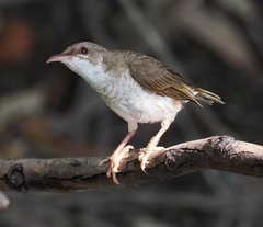 Ramsayornis modestus