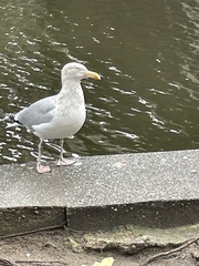 Larus argentatus