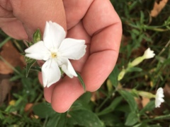Silene latifolia