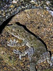 Gekko chinensis