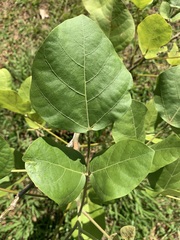Erythrina mulungu