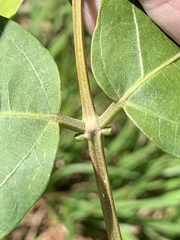 Erythrina mulungu