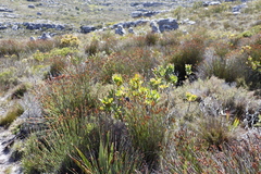 Leucadendron strobilinum