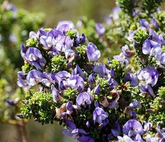 Psoralea aculeata