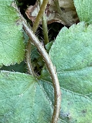 Mitella diphylla