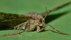Chiasmia glareosa
