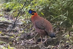 Tragopan temminckii
