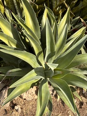 Agave desmettiana