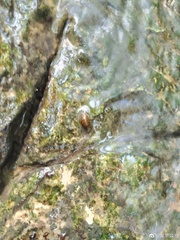 Koreoleptoxis