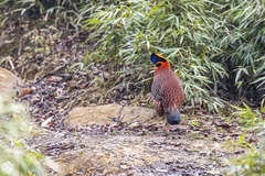 Tragopan temminckii