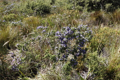 Psoralea aculeata