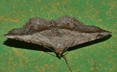 Chiasmia glareosa