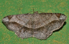 Chiasmia glareosa