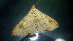 Lepidoptera