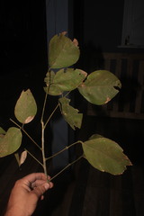 Erythrina ulei
