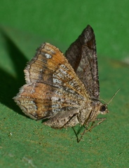 Chiasmia glareosa