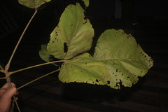 Erythrina ulei