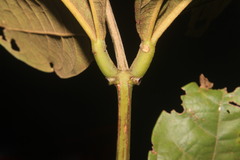 Erythrina ulei