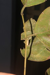 Erythrina ulei