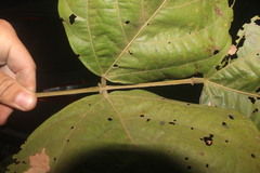 Erythrina ulei