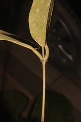 Erythrina ulei