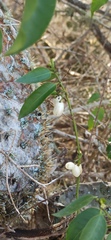 Vallesia glabra