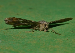 Chiasmia glareosa