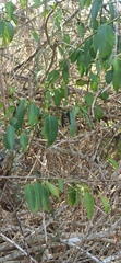 Vallesia glabra