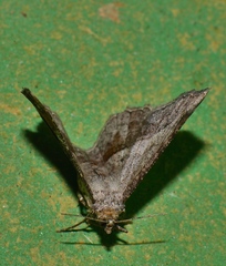 Chiasmia glareosa